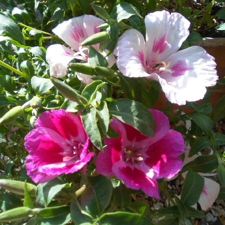 Clarkia amoena syn. Clarkia grandiflora ; Godetia grandiflora