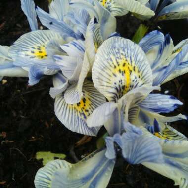 Iris 'Katharine Hodgkin' syn. Iris reticulata 'Katharine Hodgkin', Iris 'Injad Sherwood', Iris reticulata 'Injad Sherwood'