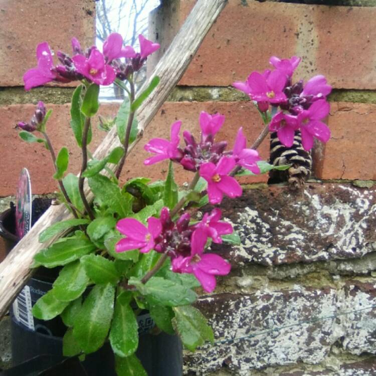 Plant image Arabis blepharophylla 'Rose Delight'