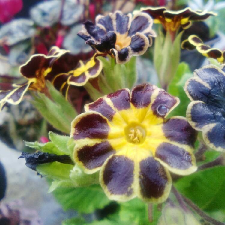 Plant image Primula 'Silver Lace Black'