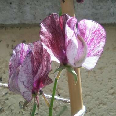 Sweet Pea 'Winter Sunshine' (Opal)