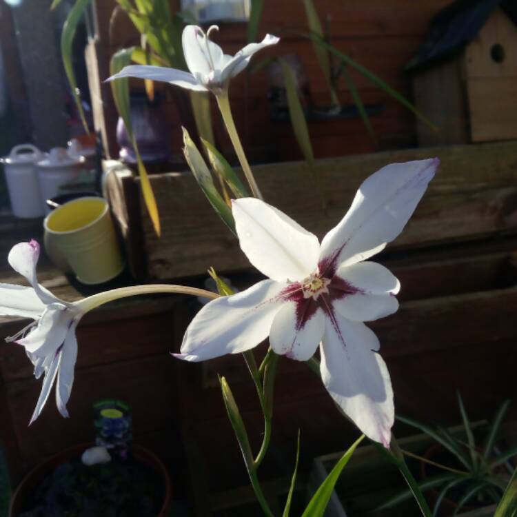 Plant image Iris 'Laevigata'Hybrid