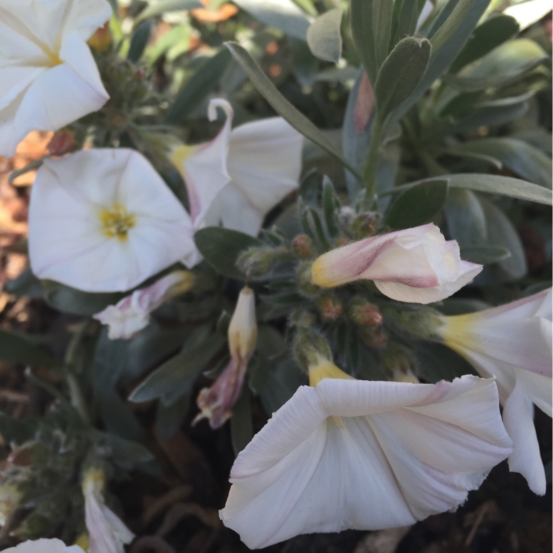 Plant image Convolvulus cneorum