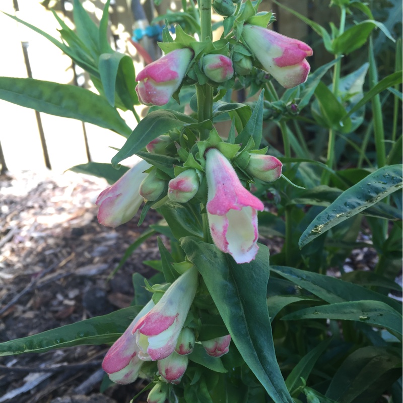 Plant image Penstemon phoenix 'Appleblossom'