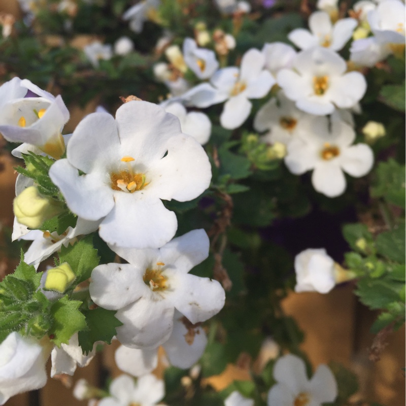 Plant image Sutera cordata 'Snowflake' syn. Bacopa cordata 'Snowflake'