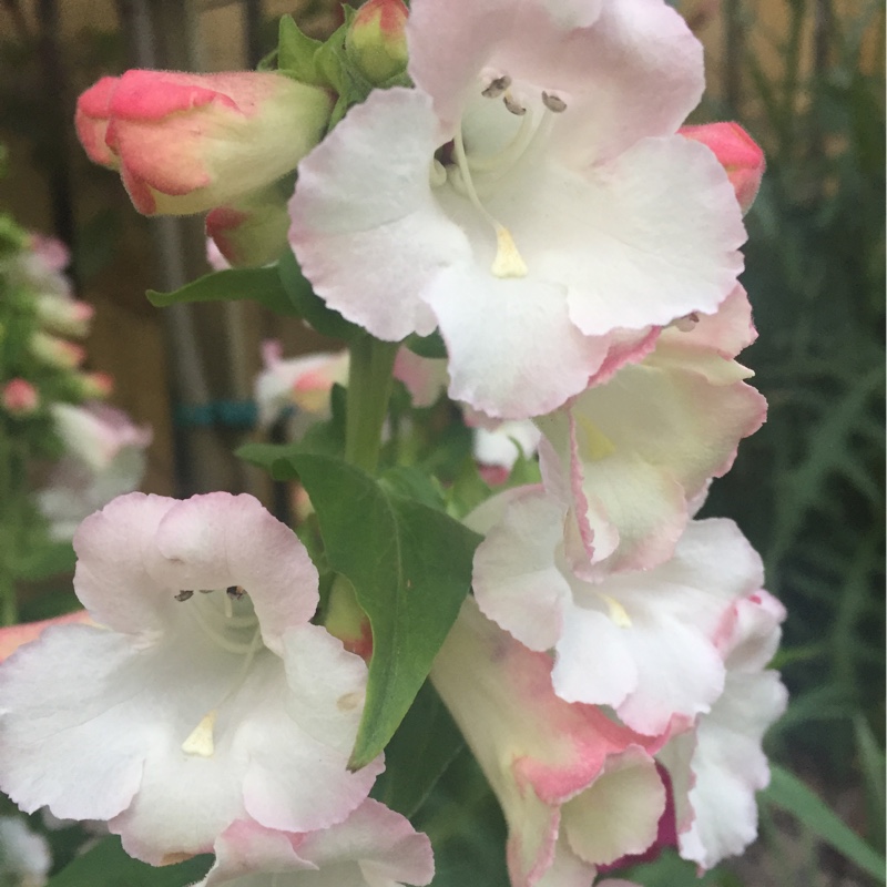 Plant image Penstemon phoenix 'Appleblossom'