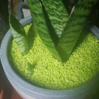 Birds-nest snake plant