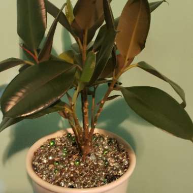 Rubber Tree 'Robusta'