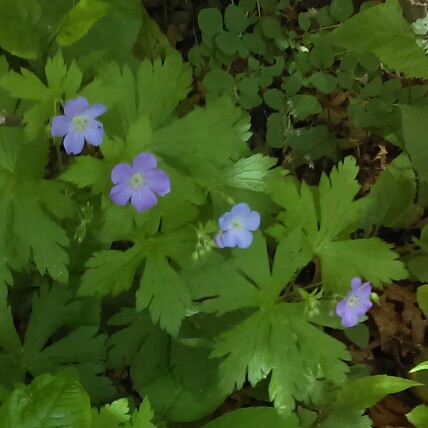 Cranesbill (Geranium)