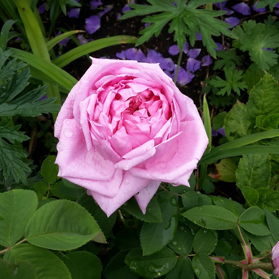 Plant image Rosa 'Comte de Chambord'