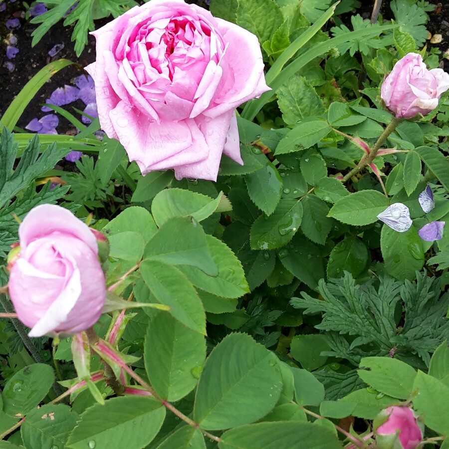 Plant image Rosa 'Comte de Chambord'