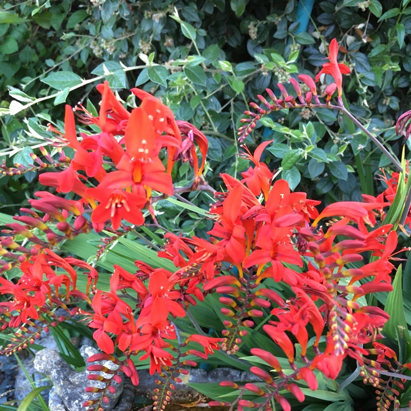 Montbretia 'Lucifer'