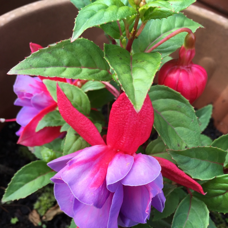 Fuchsia 'Pink Marshmallow'