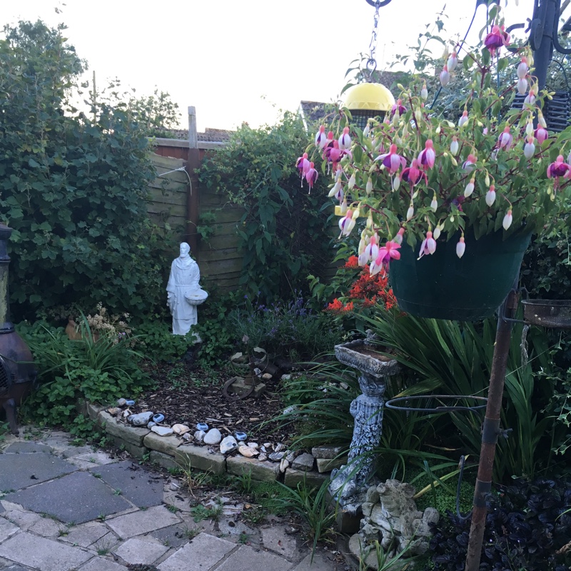 Jude's garden