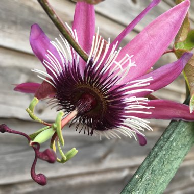 Passion Flower 'Amethyst'