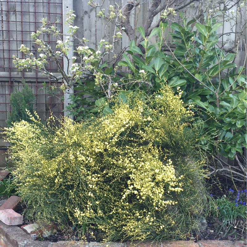 Plant image Cytisus