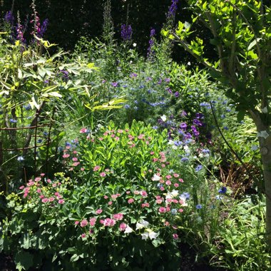 Judith's garden