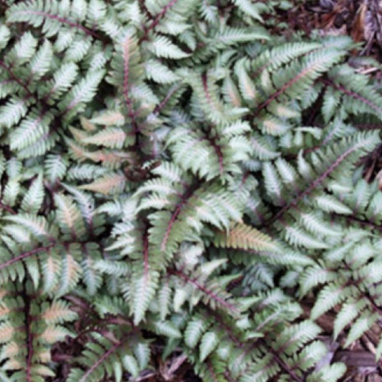 Plant image Athyrium niponicum 'Red beauty'