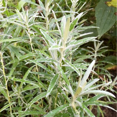 Common Variegated Wormwood