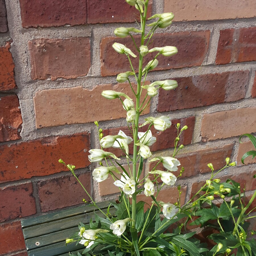 plant image 100855