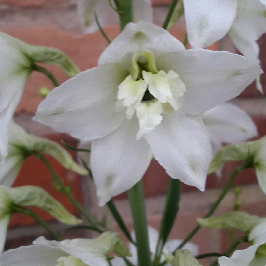 Plant image Delphinium elatum 'Butterball'