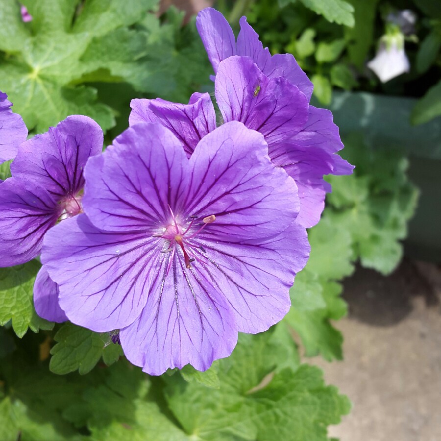 Plant image Geranium x magnificum syn. Geranium magnificum