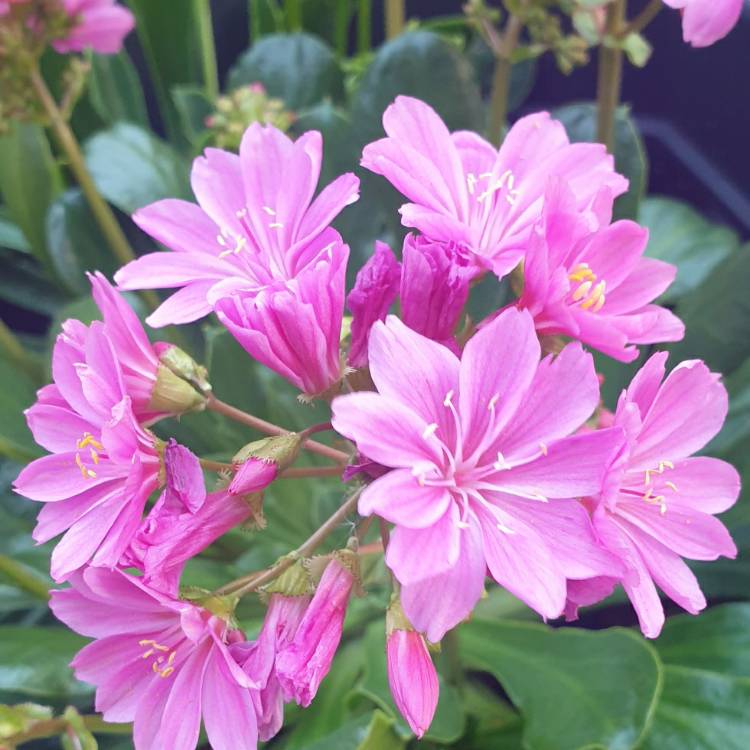 Plant image Lewisia cotyledon 'Safira Coral' (Safira Series)