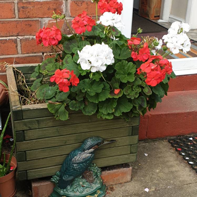 Plant image Pelargonium 'Calliope Big Red' (Calliope Big Series)