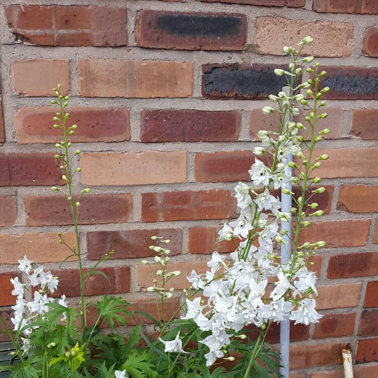 Plant image Delphinium elatum 'Butterball'