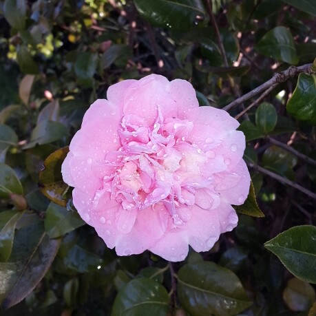 Plant image Camellia japonica 'Betty Foy Sanders'