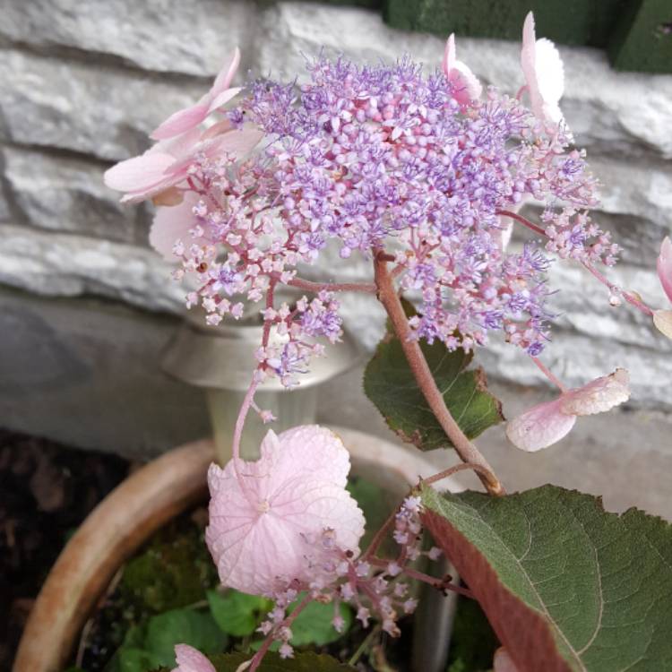 Plant image Hydrangea aspera 'Hot Chocolate'