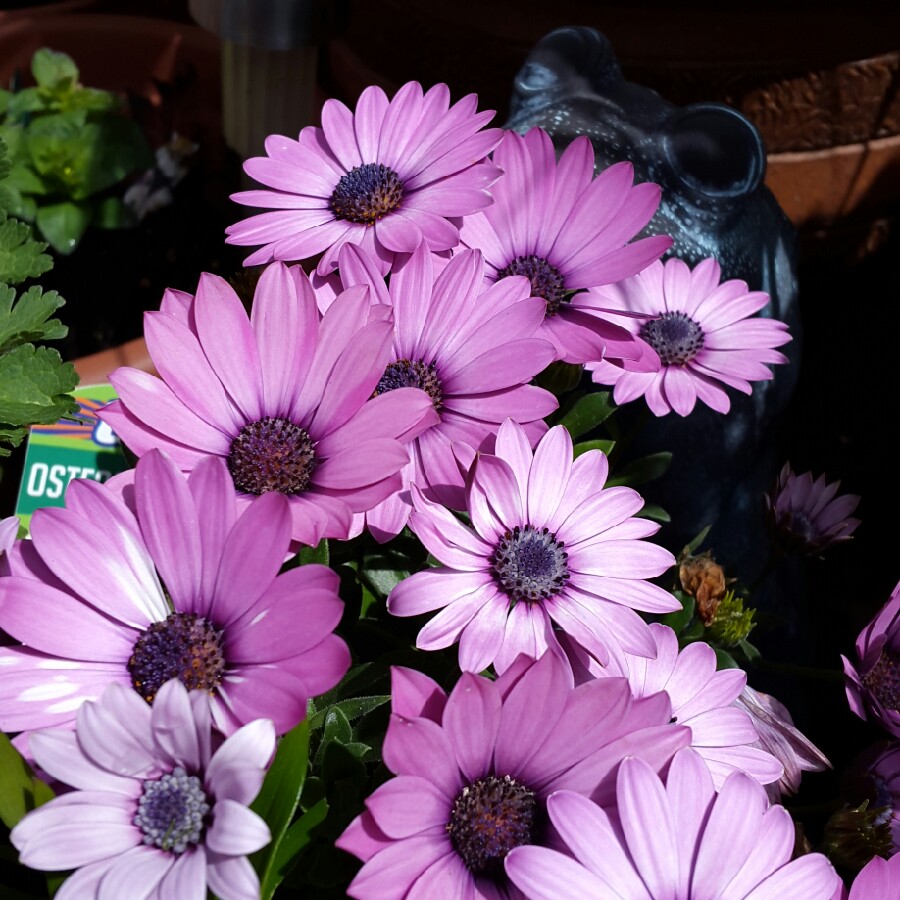 Plant image Leucanthemum x superbum 'Polaris'