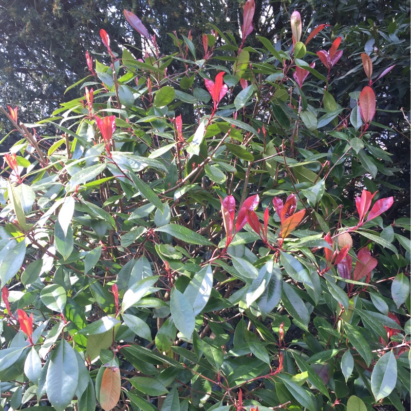 Photinia 'Magical Volcano'