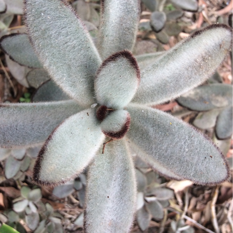 Lamb's Ear