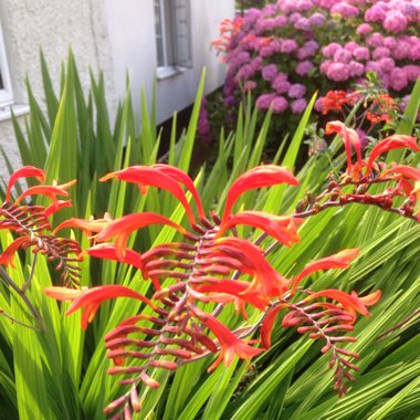 Montbretia