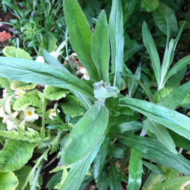 Rosebay Willowherb