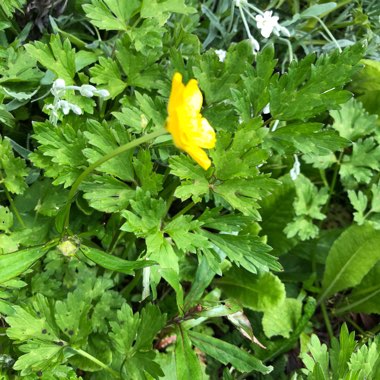 Creeping Buttercup