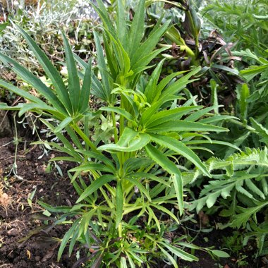 Hellebore (Species) Stinking Hellebore