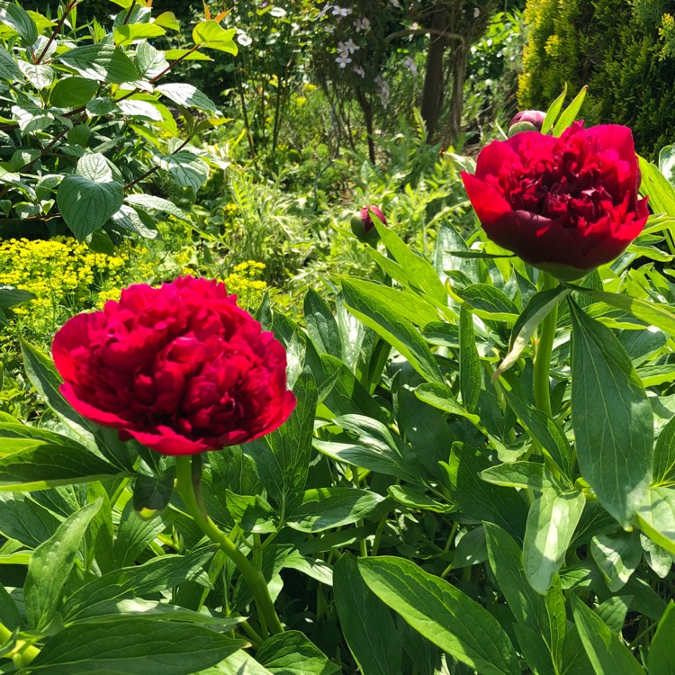 Paeonia, Peony - Uploaded By @juicygreenbee