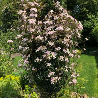 Clematis (Pruning Group 1 - Early Flowering Cultivars)