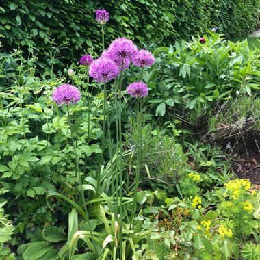 Allium 'Akbulak'