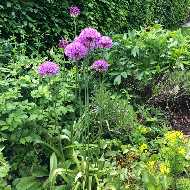 Plant image Allium jesdianum 'Akbulak' syn. Allium 'Akbulak', Allium rosenbachianum 'Akbulak'