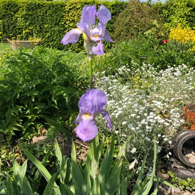 Siberian Iris