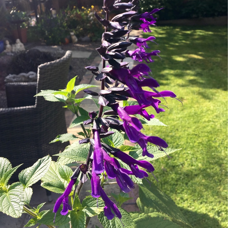 Plant image Salvia x sylvestris 'Rose Queen'