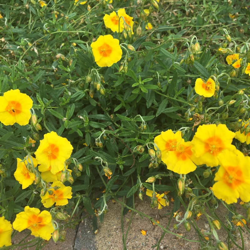 Plant image Helianthemum 'Ben Fhada'