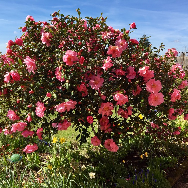 Plant image Camellia japonica 'Imbricata' syn. Camellia japonica 'Imbricata Rubra'