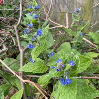 Green Alkanet