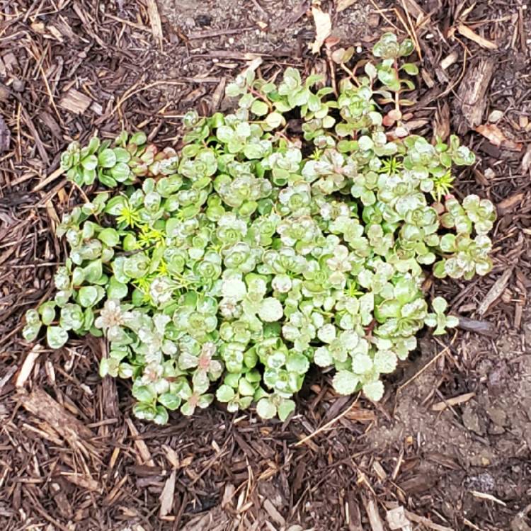 Plant image Sedum 'Red Cauli'