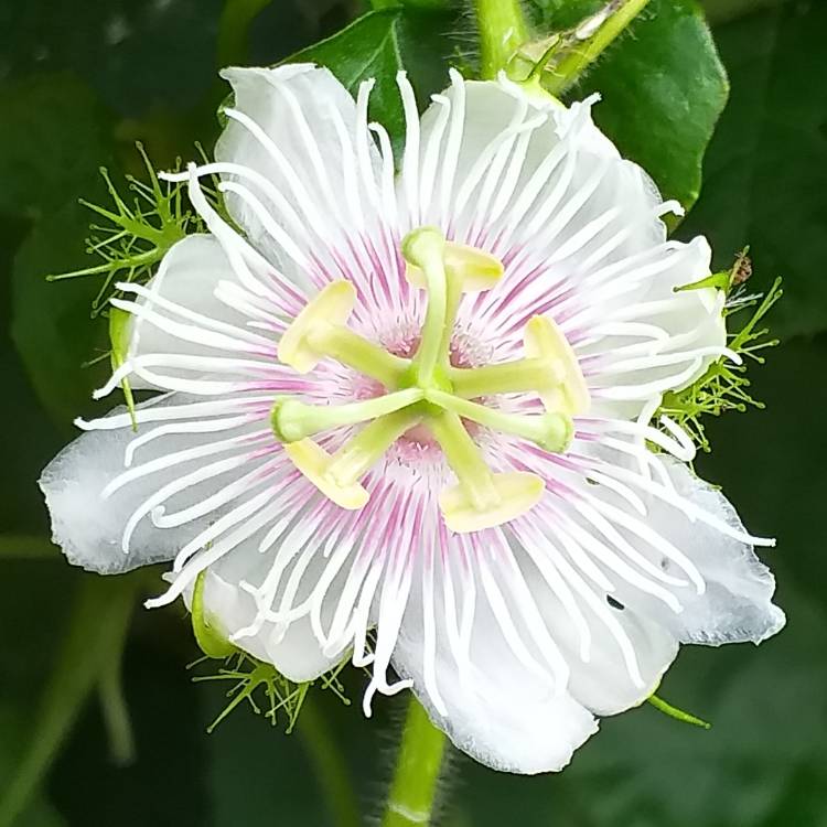 Plant image Passiflora foetida