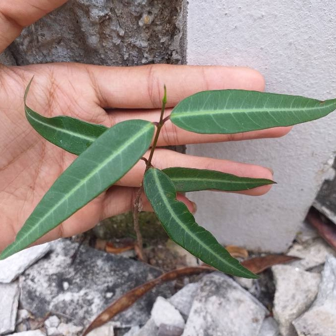 Plant image Euphorbia lathyris